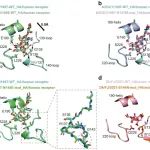 Nat Commun | 中科院微生物所毕玉海和高福院士团队联合揭示H2N2流感病毒跨种传播机制及潜在风险