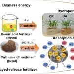 华南理工大学宿新泰团队Environ. Res.：利用生物质灰和竹子通过水热-热解制备钙基磷酸盐吸附剂及富含矿物质的腐植酸肥料