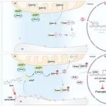 Cell Death & Differ | 哈尔滨工业大学胡颖团队发现空间局域性信号转导调控结直肠癌耐受铁死亡的新机制