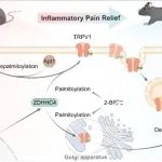 EMBO Rep | 武汉大学姚镜团队报道ZDHHC4介导TRPV1的棕榈酰化修饰加速炎性疼痛恢复
