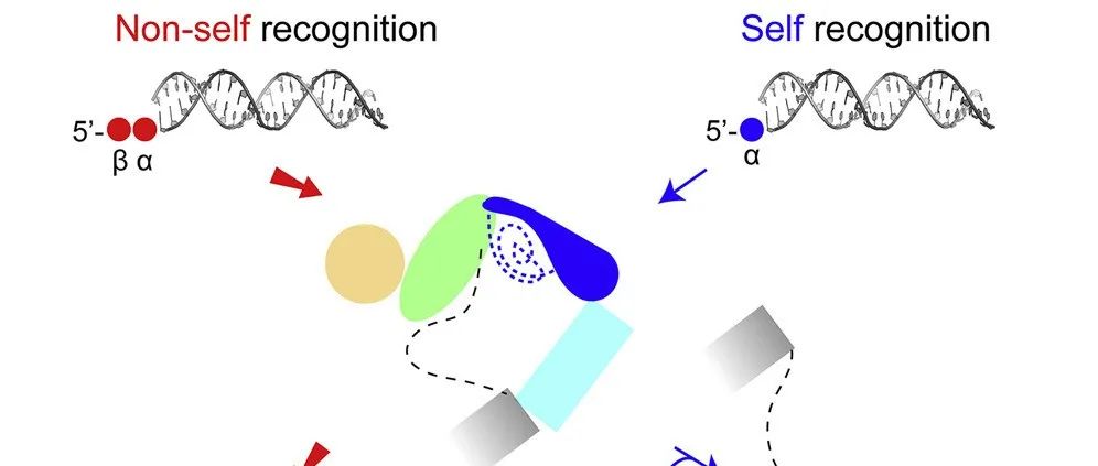 文献速递 | RNA 免疫传感器