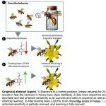 版纳植物园化学生态学研究组Journal of Animal Ecology最新研究成果！