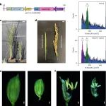 Nature Plants|水稻胚胎启始机制