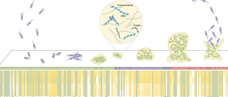 中国科学院生态环境研究中心刘刚团队WR：多组学分析揭示加热温度对淋浴软管生物膜形成的影响