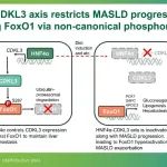 Hepatology | 东北大学盛韧等团队揭示影响MASH进展的新型信号传导轴