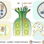 华南农业大学硕士生共同一作在Nature子刊发表研究成果！揭示细胞自噬调控植物雄性育性和生殖过程的生物学功能与作用机制