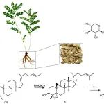 Nature Plants| 黄芪甲苷的全生物合成