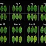 华中农业大学博士生一作著名期刊发文在缓解柑橘黄龙病氧化胁迫研究上取得新进展