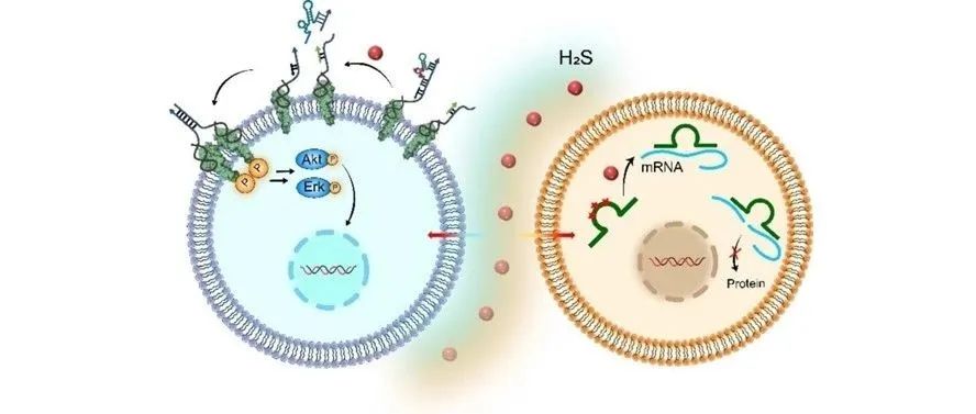 课题组开发了一种硫化氢响应的人工DNAzyme开关，用于精确操纵细胞功能