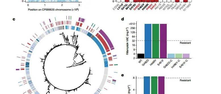 Nature | 利福昔明预防性使用导致耐药菌对最后一道防线抗生素达托霉素的耐药性