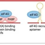 中国科学院动物研究所赵方庆团队circRNA药物设计与开发 | Nature Reviews Bioengineering