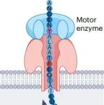 研究进展：纳米孔-单分子蛋白质测序 | Nature Reviews Bioengineering