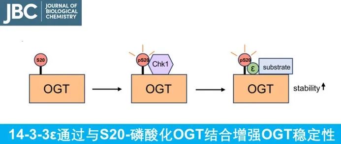 JBC | 14-3-3ε通过与S20-磷酸化OGT结合增强OGT稳定性