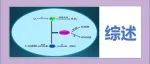 综述分享|小分子荧光探针检测生物系统中超氧阴离子、一氧化氮和过氧亚硝酸盐阴离子的研究进展