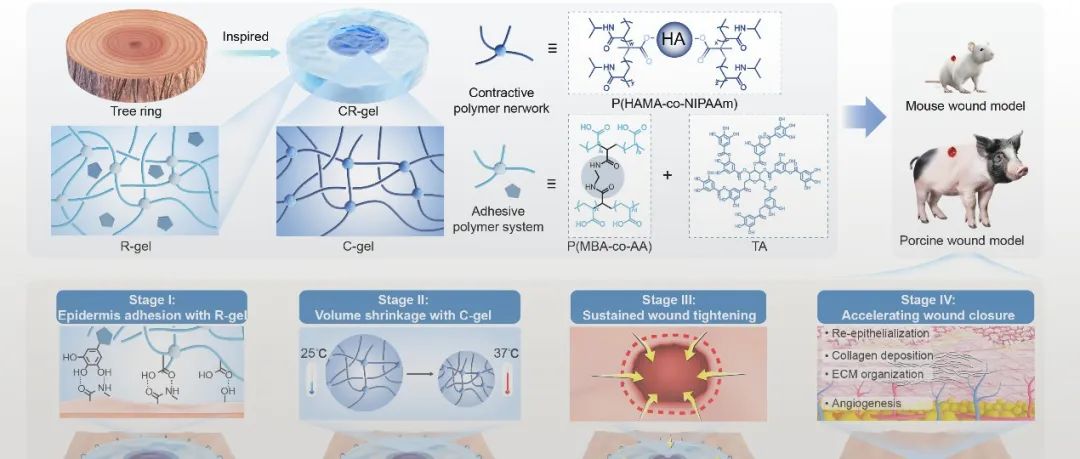 北京化工大学徐福建教授团队 Adv. Mater.：天然树环结构敷料可持续收紧伤口并加速伤口闭合