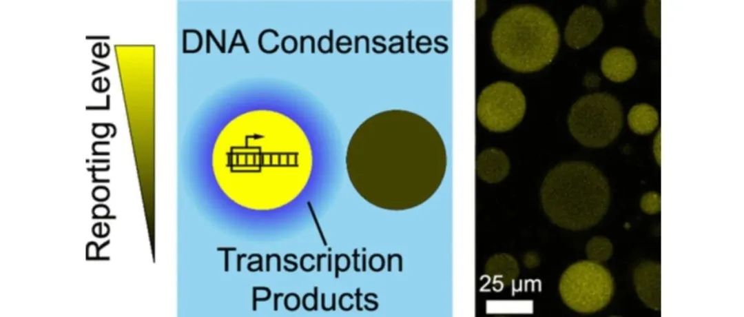 文献分享|J. Am. Chem. Soc：通过无膜 DNA Nanostar 液滴内的局部转录对反应进行空间控制