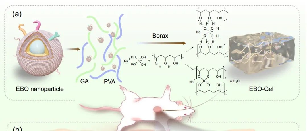 文献分享 | Nature Communications | 外泌体包被的含氧纳米气泡水凝胶增强外泌体的细胞内递送，促进伤口愈合