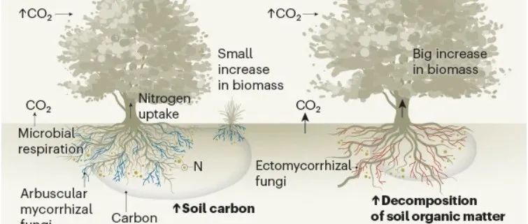 《Nature》正刊！植物和土壤或能互换储碳能力！