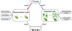 刘玲莉研究组《New Phytologist 》揭示叶片气孔和光合性状对水分利用效率的共同调控机制！