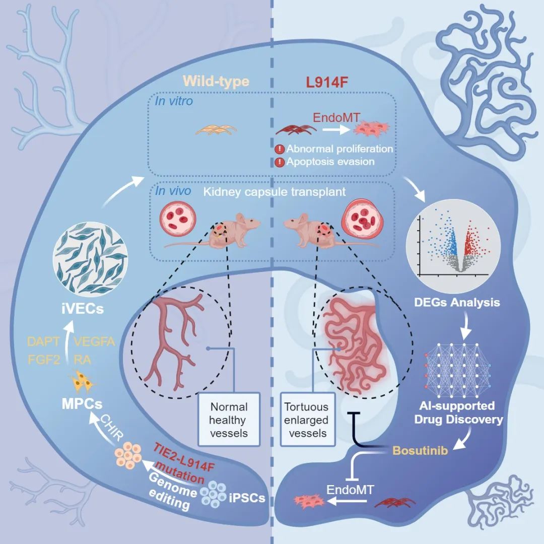 Cell Stem Cell | 北京大学王凯团队建立iPSC衍生血管畸形新模型，助力AI驱动的药物筛选