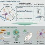 Adv Sci | 东南大学姚红红/韩冰团队发表缺血性卒中相关最新研究成果