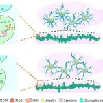 PNAS | 中南大学袁玲团队与合作团队揭示LLPS介导的突触形成异常导致精神分裂症的新致病机制