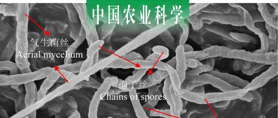 中国农业科学｜浙江师范大学蒋冬花课题组探究大豆根际促生菌的分离、鉴定及其耐盐促生作用