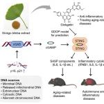 Adv Sci | 上海药物所合作揭示银杏素通过靶向STING缓解衰老的分子机制