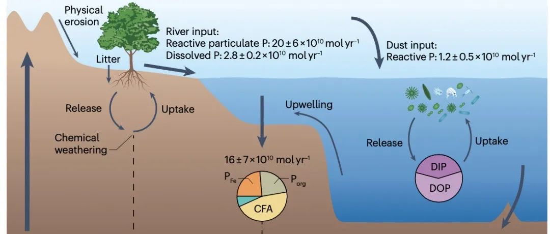 Nature子刊（IF=49.7）| 地质历史上全球磷循环的驱动因素