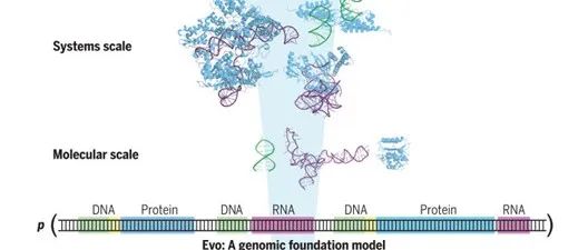 Science | 使用Evo实现从分子到基因组规模的序列建模与设计