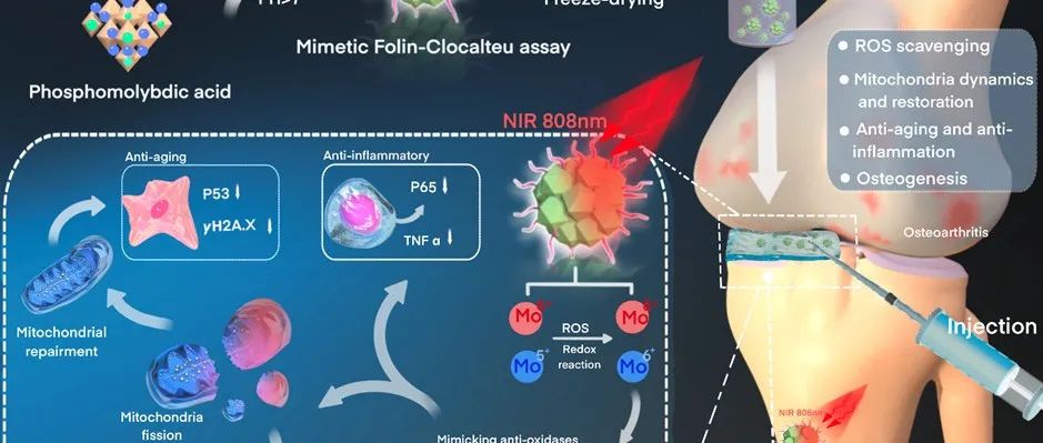 【转载】Biomaterials | 钼纳米点模拟抗氧化酶结合光热疗法治疗骨关节炎