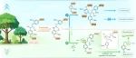 The Innovation Materials | 木质素预芳基化法催化转化制备良性双酚