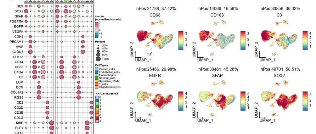 【文献分享】ScRNA-seq 揭示新型免疫抑制 T 细胞并研究 CMV-TCR-T 细胞对 GBM 的细胞毒性