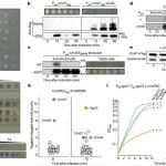 Nature | mRNA ADP-核糖转移酶通过阻断翻译实现抗病毒防御