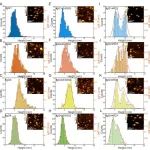 PNAS | IgG亚类通过抗原结合诱导的聚集能力调控补体活化