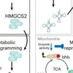 Nature子刊丨中山大学黄展鹏团队揭示了Mettl1调节新生儿心肌细胞代谢重编程的机制，并强调了生酮在心肌细胞成熟中的重要性！