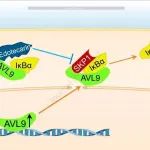 Gastroenterology丨天津医科大学郝继辉团队揭示了改善胰腺导管腺癌的化疗耐药新机制