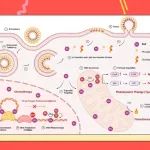 云南大学高峰团队AHM：透皮给药的钌光敏剂脂质体乳膏用于红外光动力/光热/化疗协同抗肿瘤治疗