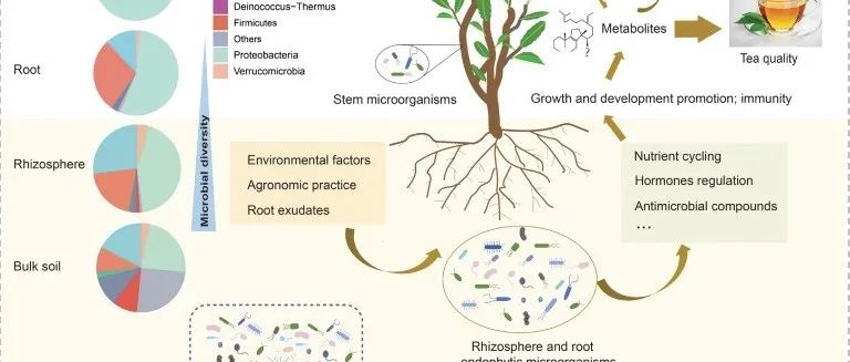 茶园微生物在提高茶叶品质中的作用