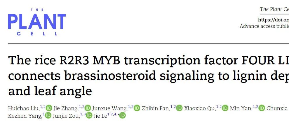 文献分享 || 水稻R2R3 MYB转录因子FOUR LIPS连接油菜素类固醇信号传导与木质素沉积和叶角