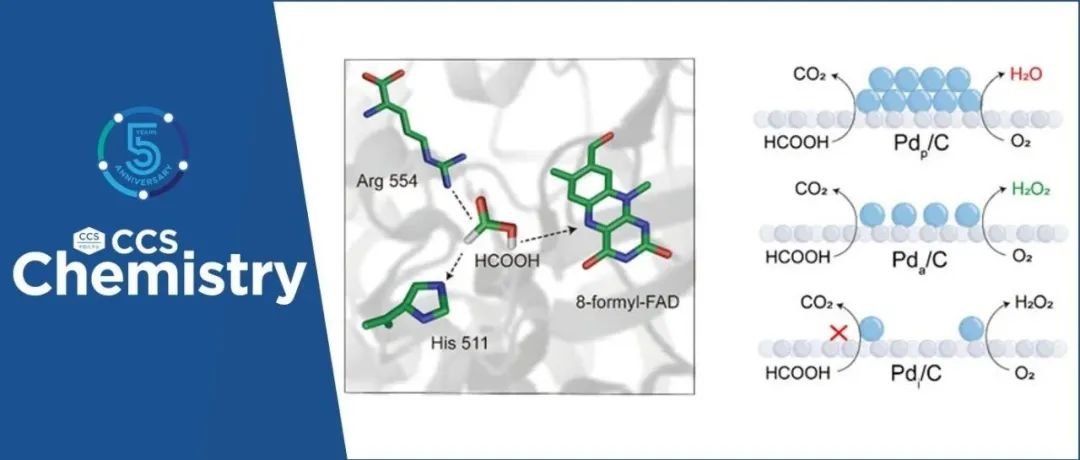 【CCS Chem.】董绍俊团队：钯单原子组装体模拟甲酸氧化酶合成过氧化氢