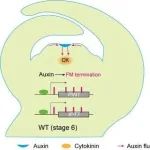 PLANT CELL | 南京大学生命科学学院孙博团队揭示生长素和细胞分裂素参与的花分生组织适时终止的分子机制