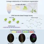 北京大学农学院博士生一作在Cell子刊发表研究成果！揭示植物再生的细胞谱系