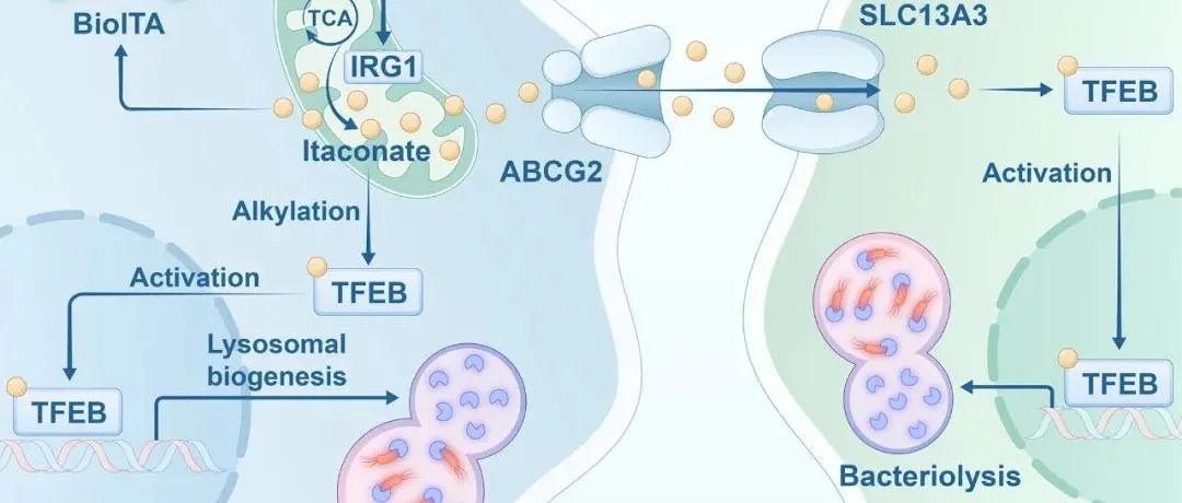 【科技前沿】Cell Insight｜李新建研究组发表衣康酸在免疫反应中的功能相关综述