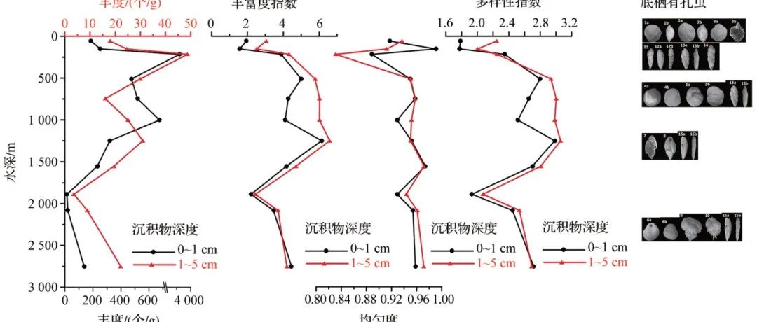 【青年学者说】探秘海洋环境的微小守护者：底栖有孔虫的生态响应