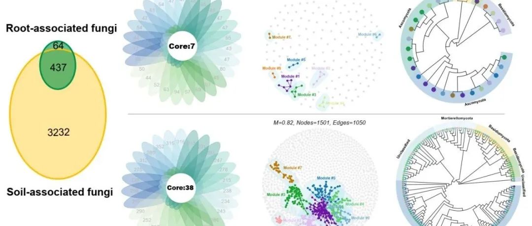 【视点】中科院地理所马泽清课题组：获取型根属性映射根系真菌功能模块