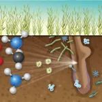 山东农业大学副教授第一作者在植物学一区top期刊发表研究成果，揭示低磷环境下微生物促进玉米生长的机制