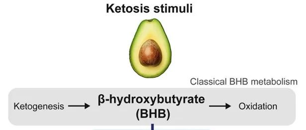 Cell | &#8203;β-羟基丁酸分支途径产生抗肥胖的酮体代谢物