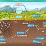 The Innovation Geoscience | 宏基因组-SIP技术揭示土壤活性病毒在氮循环中的潜在作用