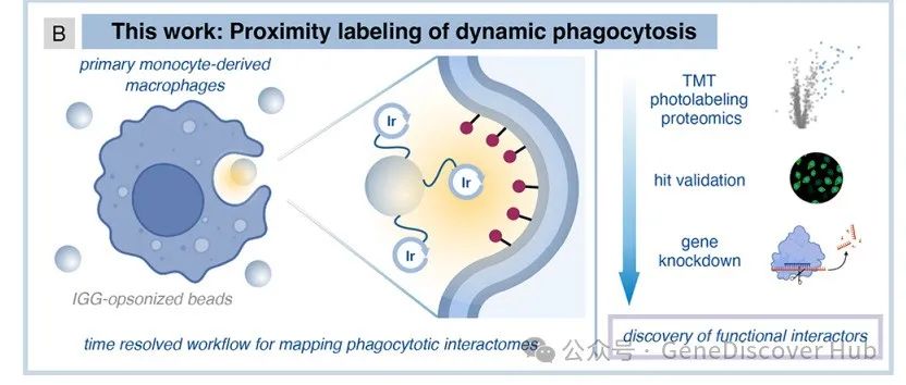 μMap-Interface: 实时光催化标记识别F11R为瞬时吞噬表面蛋白组的功能成员